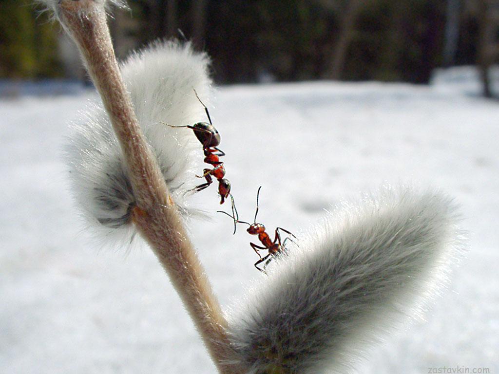 Вышли муравьи после зимней стужи. Насекомые зимой. Насекомые на снегу. Насекомые в марте.